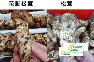 假松茸和真松茸的区别 三种伪品经常拿来冒充,第2图