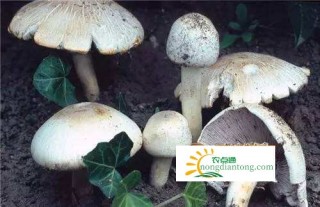 苦牛肝菌能吃吗？,第4图