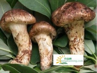 松茸有四大产地，哪里的松茸最好？质量最佳？,第4图