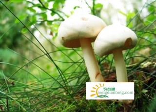 平菇这样的颜色的蘑菇有毒吗,第2图