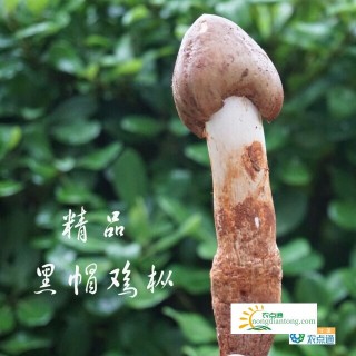 鲜鸡枞芽的功效和作用,第2图