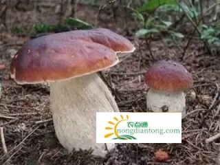 牛肝菌价格多少？市场前景如何？,第3图