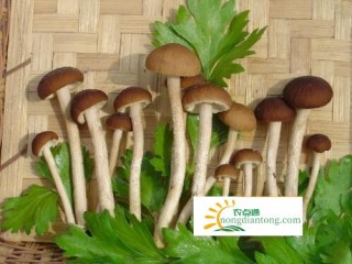 海鲜菇和茶树菇一样吗？二者的区别有哪些？,第4图