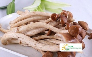 茶树菇是发物吗,第1图