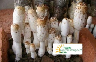 如何挑选鸡腿菇？什么样的鸡腿菇最好？,第3图