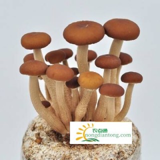 茶树菇分布在哪里？,第3图