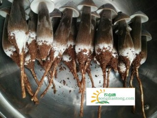 黑皮鸡枞菌的功效与作用：降血脂,第2图