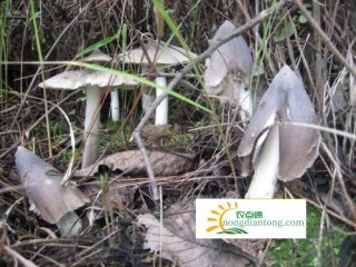 鸡枞又名“荔枝菌”价格高达1300一斤,第3图