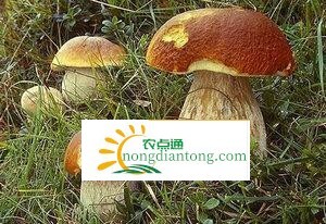 牛肝菌的价格是多少,第3图