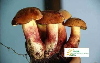 炒新鲜牛肝菌的做法，牛肝菌怎么炒好吃？,第4图