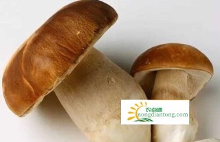 怀孕期间可以吃牛肝菌吗？,第1图