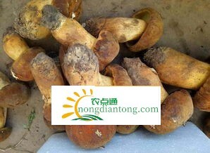 美味牛肝菌人工培植，牛肝菌怎么实体栽培,第1图