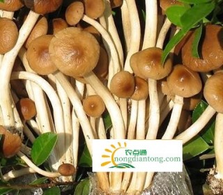 影响茶树菇出菇的常见病虫杂菌,第2图