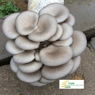 平菇蘑菇孕妇可以吃吗,第3图