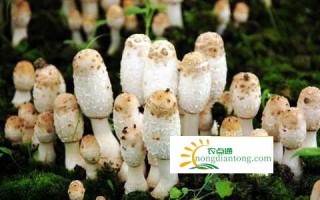 煮鸡腿菇怎么做好吃法？哪些人不宜吃鸡腿菇,第1图