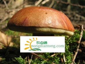 人工牛肝菌，怎么种植牛肝菌,第2图