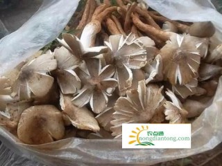 鸡枞的那些事和鸡枞图片,第4图