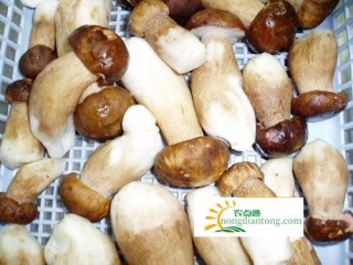 牛肝菌和松茸傻傻分不清？应该这样区分,第2图