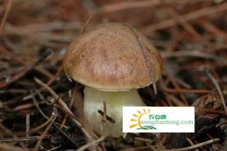 新鲜白牛肝菌有毒吗？,第1图