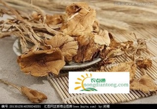 茶树菇什么人不能吃？茶树菇的食用禁忌,第1图