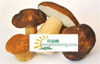 红牛肝菌的功效与作用，红牛肝菌价值高吗,第2图