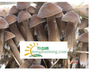 鲜黑皮鸡枞菌炖鸡的做法,第1图