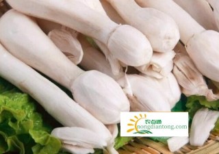 炖鱼放鸡腿菇可以吗？鸡腿菇不可与哪些食物同食,第1图