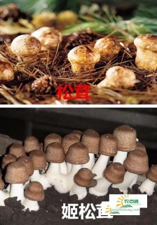 松茸味道怎么样？有臭味正常吗？,第4图