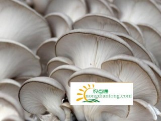 扶贫带动：小小平菇大大财富,第5图