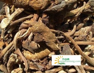 干鸡枞菌的禁忌有哪些？,第1图