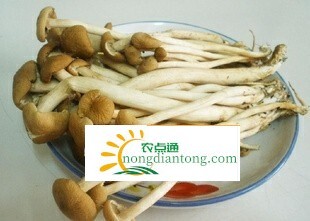 白茶树菇功效,第1图