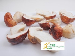 牛肝菌情缘,第4图