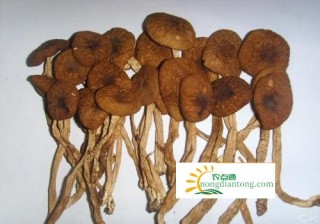 干茶树菇怎么选？茶树菇作用,第2图