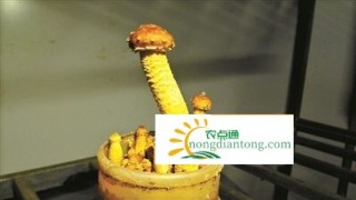 虎松茸的做法，教你虎松茸营养又美味的四种做法,第1图