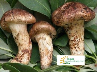 松茸相克的食物 这几种食物不能跟松茸一起吃！,第4图