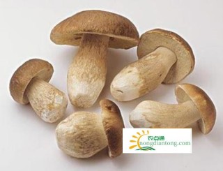 你知道吗？吃牛肝菌有这些好处,第2图