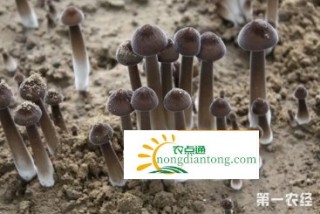 黑皮鸡枞菌什么季节种植、收获最好？,第4图