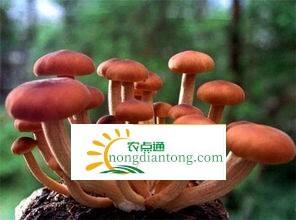 新鲜茶树菇功效,第1图