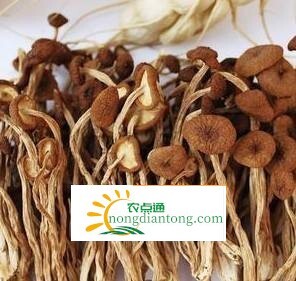 干茶树菇怎么选？茶树菇作用,第3图