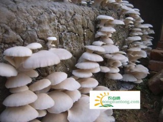 平菇种植让他走上致富路,第3图