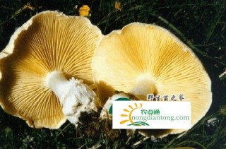 十大名贵菌类的价格,第7图