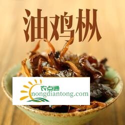 鸡枞菌油功效与作用：抑制癌细胞,第2图