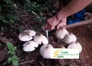 野生鸡枞菌有多少品种,第5图