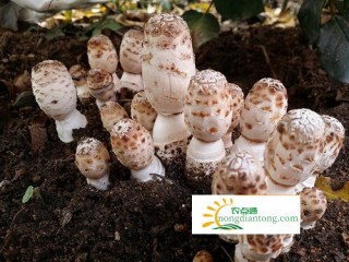 鸡腿菇种植前景分析,第2图