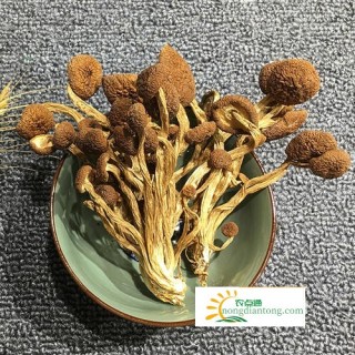 茶树菇的功效，怎么挑选茶树菇,第1图