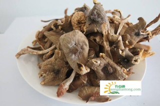 干鸡枞菌泡发时间,第3图