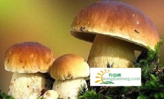 黄牛肝菌和白牛肝菌有哪些区别？哪一个更好？,第4图