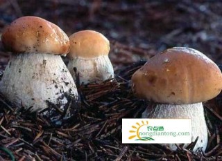 食用牛肝菌该注意些什么,第1图