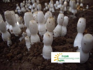 小白菜和鸡腿菇能不能一块吃？鸡腿菇禁忌,第1图