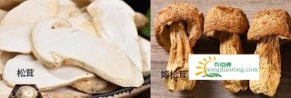 姬松茸和松茸一样吗？它们的区别分别表现在哪里？,第2图